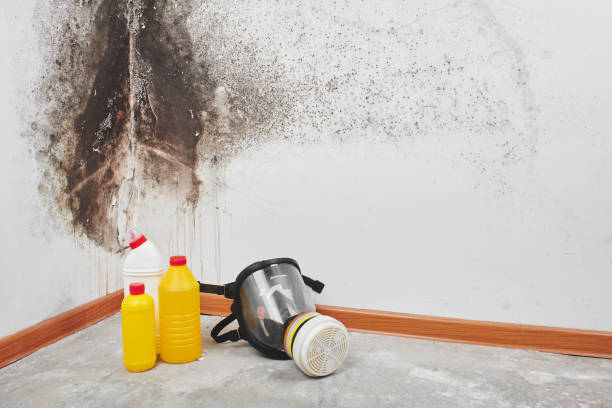 Best HVAC Mold Remediation in Newcomerstown, OH
