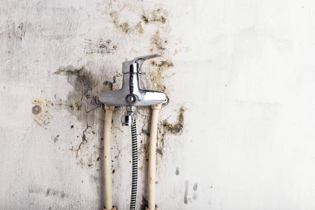 Best Post-Flood Mold Remediation in Newcomerstown, OH