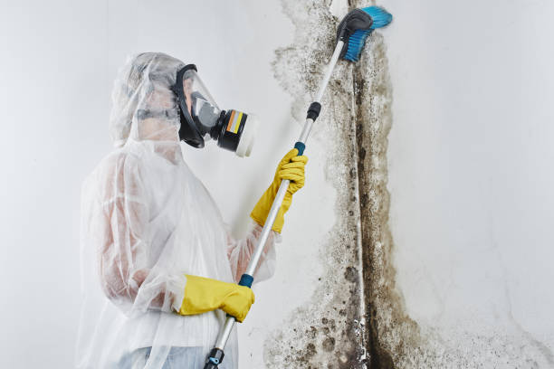 Best Preventive Mold Services in Newcomerstown, OH